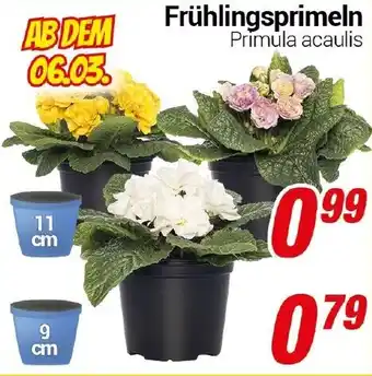 CENTERSHOP Frühlingsprimeln Angebot