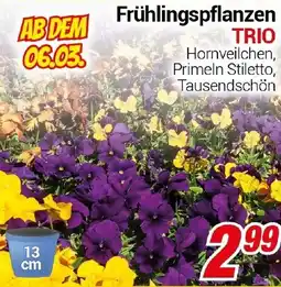 CENTERSHOP Frühlingspflanzen TRIO Angebot