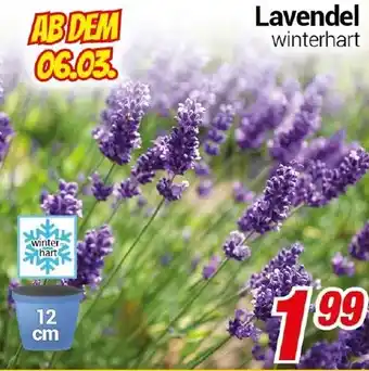 CENTERSHOP Lavendel Angebot