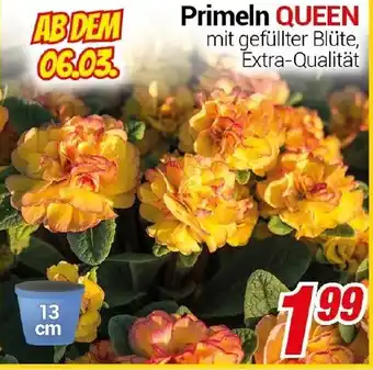 CENTERSHOP Primeln QUEEN Angebot