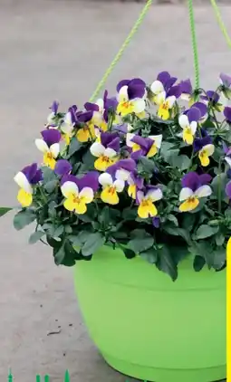 Hagebau Viola Ampel Angebot