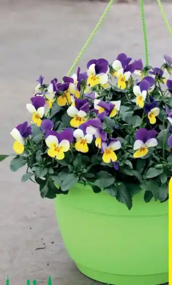 Hagebau Viola Ampel Angebot