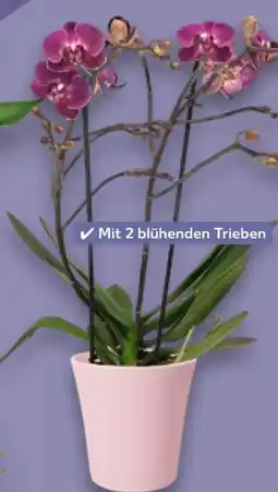 Kaufland Orchideen in Keramik Angebot