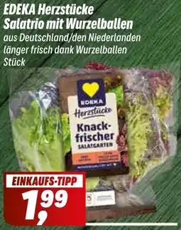 Simmel EDEKA Herzstücke Salatrio mit Wurzelballen Angebot