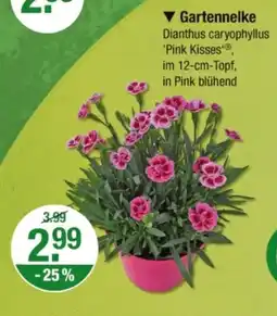 V Markt Gartennelke Angebot