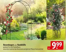 Famila Nord Ost Rosenbogen oder Rankhilfe Angebot