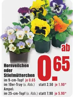 B1 Discount Baumarkt Hornveilchen oder Stiefmütterchen Angebot