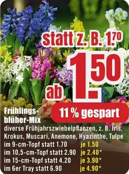 B1 Discount Baumarkt Frühlings- blüher-Mix Angebot