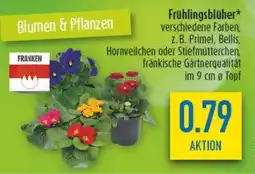 diska Frühlingsblüher Angebot