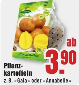 B1 Discount Baumarkt Pflanzkartoffeln Angebot