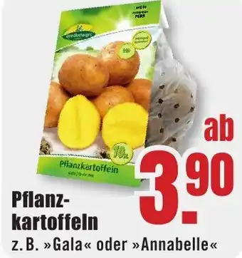 B1 Discount Baumarkt Pflanzkartoffeln Angebot