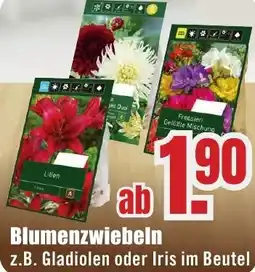 B1 Discount Baumarkt Blumenzwiebeln Angebot