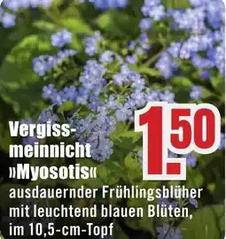 B1 Discount Baumarkt Vergiss- meinnicht Myosotis Angebot