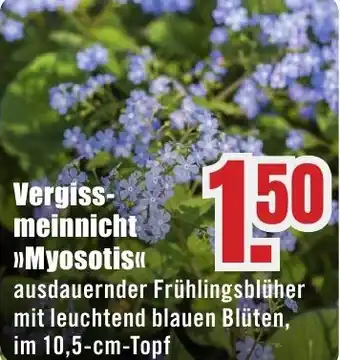 B1 Discount Baumarkt Vergiss- meinnicht Myosotis Angebot