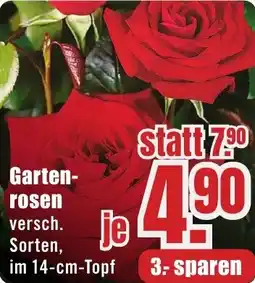 B1 Discount Baumarkt Garten- rosen Angebot