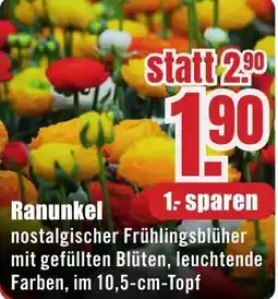 B1 Discount Baumarkt Ranunkel Angebot