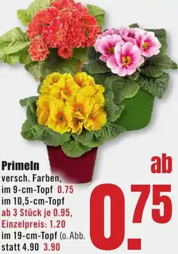 B1 Discount Baumarkt Primeln Angebot