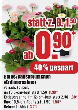 B1 Discount Baumarkt Bellis/Gänseblümchen Erdbeersahne Angebot