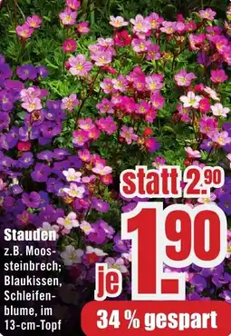 B1 Discount Baumarkt Stauden Angebot