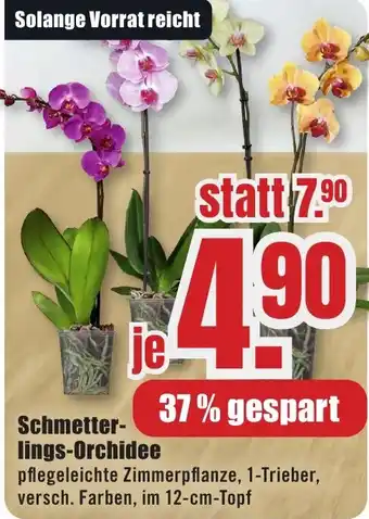 B1 Discount Baumarkt Schmetter- lings-Orchidee Angebot