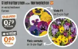 V Baumarkt Stiefmütterchen oder Hornveilchen Angebot