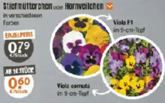 V Baumarkt Stiefmütterchen oder Hornveilchen Angebot