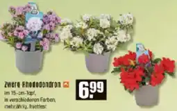 V Baumarkt Zwerg Rhododendron Angebot