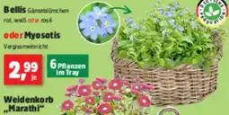 Thomas Philipps Bellis oder Myosotis Angebot