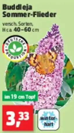 Thomas Philipps Buddleja Sommer-Flieder Angebot