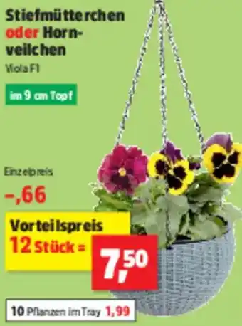 Thomas Philipps Stiefmütterchen oder Hornveilchen Angebot