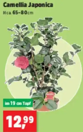 Thomas Philipps Camellia Japonica Angebot