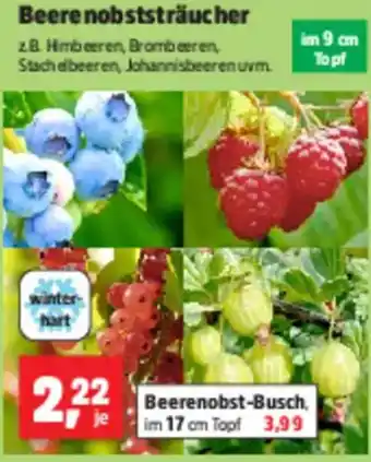 Thomas Philipps Beerenobststräucher Angebot