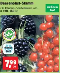 Thomas Philipps Beerenobst-Stamm Angebot