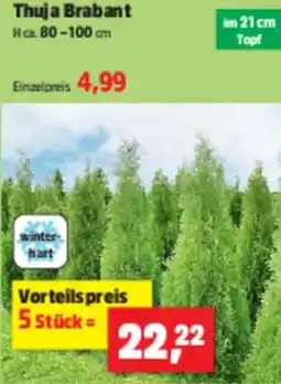 Thomas Philipps Thuja Brabant Angebot