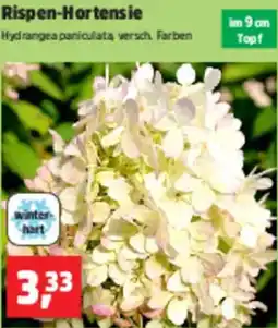 Thomas Philipps Rispen-Hortensie Angebot