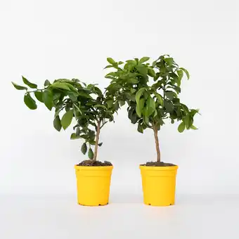 Netto Marken-Discount Plant in a Box - Zitronenbaum - 2 Stk - Citrus limon - Höhe 60-70cm - Topf 19cm Angebot