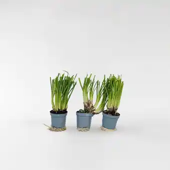 Netto Marken-Discount Plant in a Box - Knobikraut - 3 Stk - Tulbaghia violacea - Höhe 15-25cm - Topf 9cm Angebot