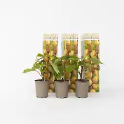 Netto Marken-Discount Plant in a Box - Kiwipflanze - 3 Stk - Actinidia deliciosa 'Jenny' - Höhe 20-40cm - Topf 9cm Angebot