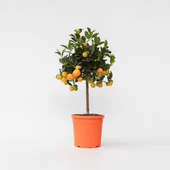 Netto Marken-Discount Plant in a Box - Orangenbaum - Citrus mitis 'Calamondin' - Höhe 55-65cm - Topf 19cm Angebot