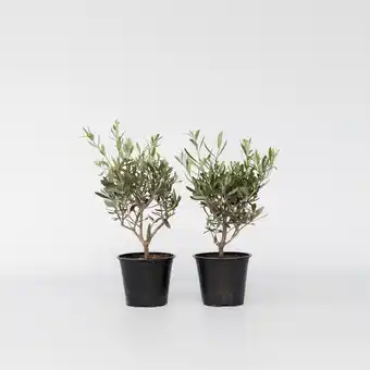 Netto Marken-Discount Plant in a Box - Olivenstrauch - 4 Stk - Olea europaea - Höhe 25-40cm - Topf 14cm Angebot