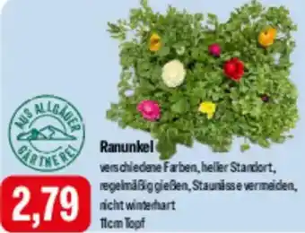 Feneberg Ranunkel Angebot