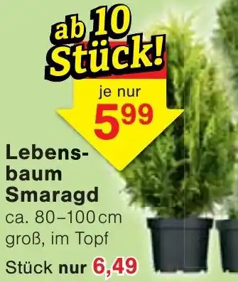 Wiglo Wunderland Lebensbaum Smaragd Angebot