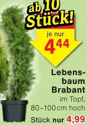 Wiglo Wunderland Lebensbaum Brabant Angebot