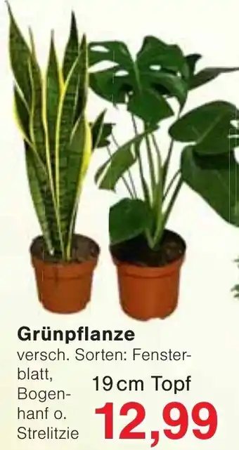 Wiglo Wunderland Grünpflanze Angebot