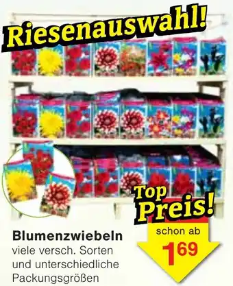 Wiglo Wunderland Blumenzwiebeln Angebot
