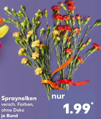 Kaufland Spraynelken Angebot