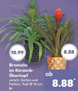 Kaufland Bromelie im Keramik Übertopf Angebot