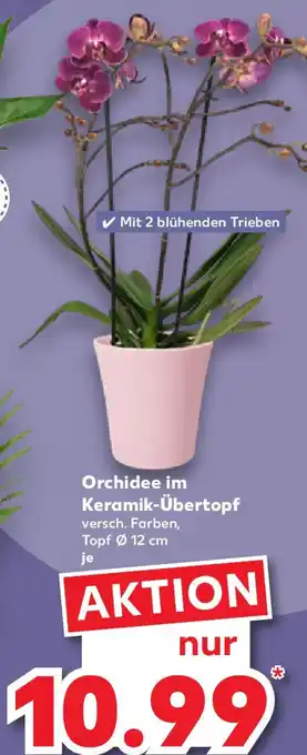 Kaufland Orchidee im Keramik-Übertopf Angebot