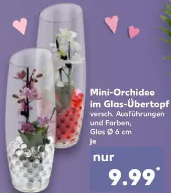 Kaufland Mini-Orchidee im Glas-Übertopf Angebot