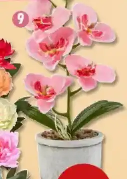 PENNY Deko-Orchidee im Topf Angebot